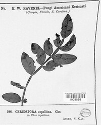 Cercospora copallina image